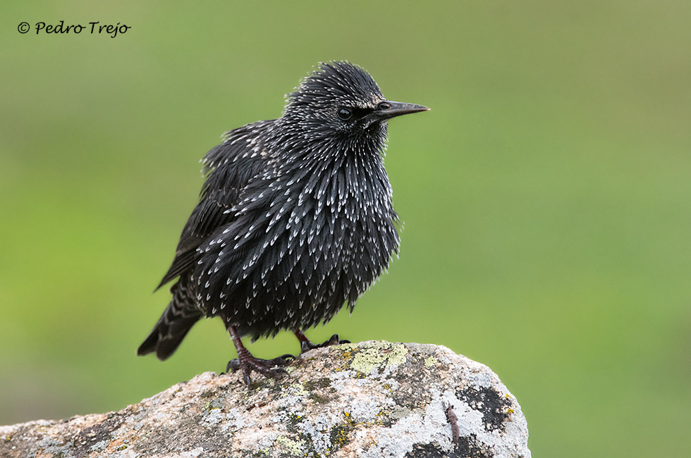 Estornino negro (Sturnus unicolor)